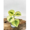 Variegated Raindrop Peperomia 'Verdant Flame' (VAR. Peperomia Polybotrya) (4" Pot)
