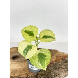 Variegated Raindrop Peperomia 'Verdant Flame' (VAR. Peperomia Polybotrya) (4" Pot)