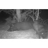 Elusive Wildlife Technologies, LP Pig Oil - Wild Hog Attractant