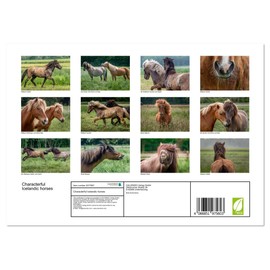 Characterful Icelandic horses (Monthly Wall Calendar 2026 16.5" x 23.4" (open)), CALVENDO 14 Month Calendar