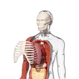 ScienceCan 3D Model of the Human Body - A Knowledge Journey with Quiz and Sound - from 6 Years - 1600222022de0001