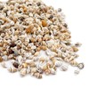 Tiny Shells Mixed Seashells Ocean Small Beach Spiral Shells Craft