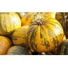 40+ Seeds Pepitas Pumpkin eldcy (Seeds)
