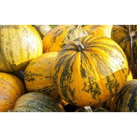 40+ Seeds Pepitas Pumpkin eldcy (Seeds)