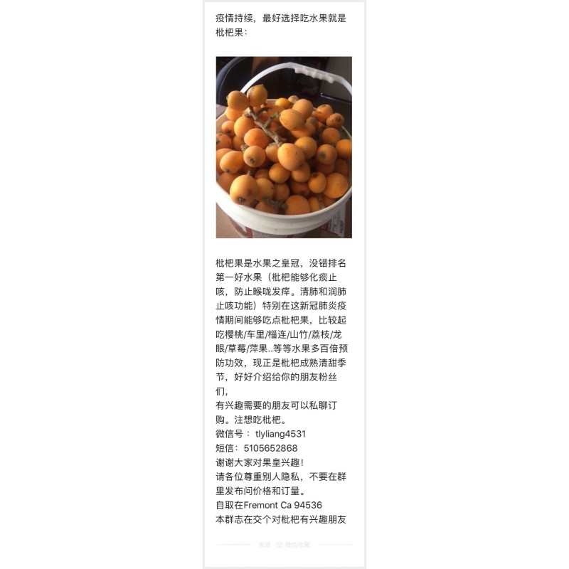Tree 10 Organic fresh Loquat tree seeds from California bay