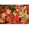 Orido Nishiki Japanese Maple 2 - Year Graft
