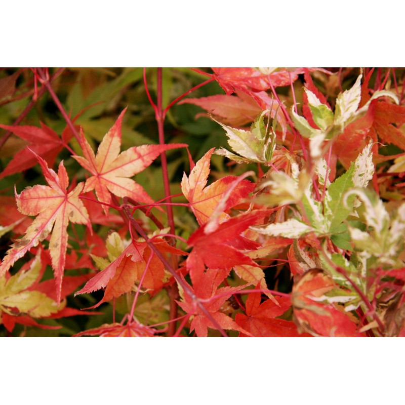 Orido Nishiki Japanese Maple 2 - Year Graft