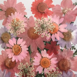 MiDoRi North Pole Lace Flower Leaves Pink Red Purple Pressed Flowers Dried Flower Set Large Small Mixed Size 9 Types