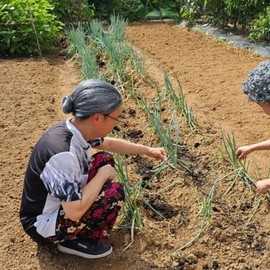 Wig Short Hair (WFIVNSB) / 가발 쪽진머리 (WFIVNSB)