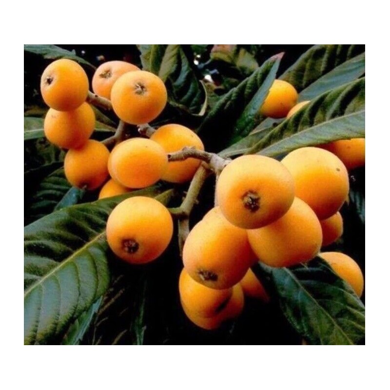 Loquat Fruit Tree With Pot 6” Tropical Live Plant Ready