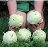 Kohlrabi Kossak Seeds