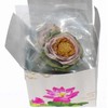 Tea Lotus Flower Tea Herbal Dried Whole Blossom - 5