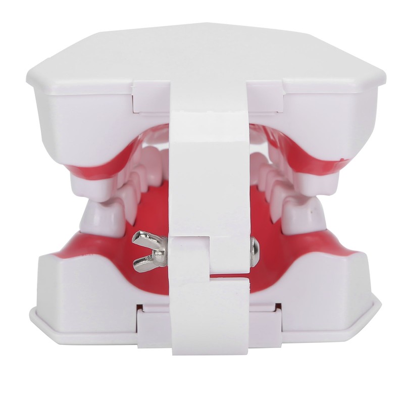 Dental Teaching Teeth Model 2X Magnifying Teeth Model Dentist Teaching