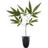 Chaste Tree | 3 Live Seedlings | Texas Lilac Shoal