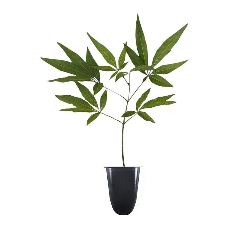 Chaste Tree | 3 Live Seedlings | Texas Lilac Shoal