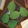 200 Sheets Leaf Sticky Notes Stickers, Paper Leaves, Beautiful Green