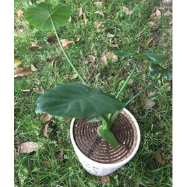 Plant Pot Grid Flower Pot Cover Cat Stopper Baby Safety to Protect Children Pets Plant Brown 20.8" Pack of 2