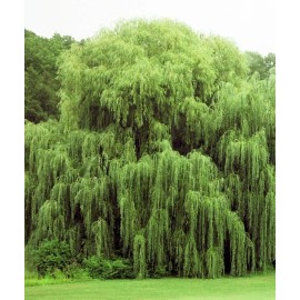 CZ Grain 5 Willow Trees 2 Weeping Willow 2 Austree Hybrid Willow 1 Corkscrew Willow Trees