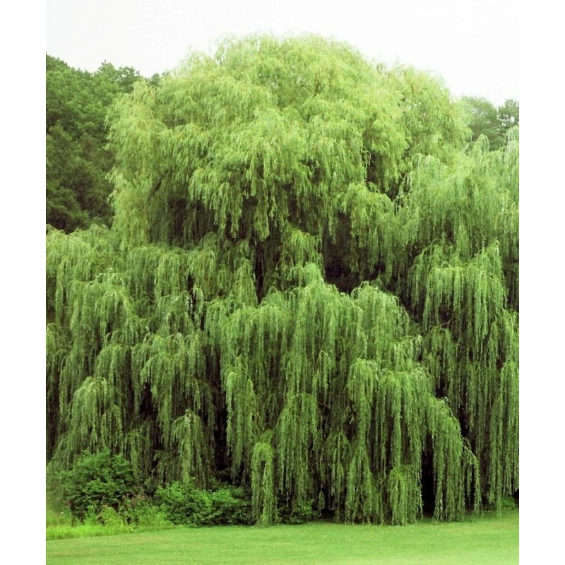 CZ Grain 5 Willow Trees 2 Weeping Willow 2 Austree