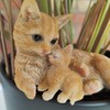 Vivid Arts - Ginger Cat & Kitten - PLP-115