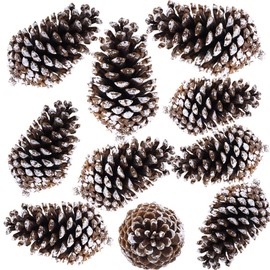 Supla 10 PCS Natural Pinecones Medium Frosted Pine Cones Ornaments Real Preserved Pine Cones - Dried -3"- 4" Tall for Home Decor Christmas Winter Xmas