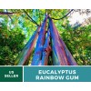 Southern Seeds Eucalyptus, Rainbow Gum Tree seeds (Eucalyptus deglupta)