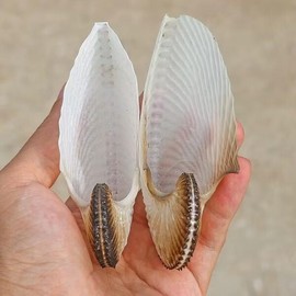 천연 조가비 껍질 플랫 보트 희귀 표본 수조 조경 홈 컬렉션 장식품 선물 고품질 염색 없음 Natural Conch Shell Flat Boat Rare Specimen Aquarium Landscaping Home Collection Decoration Gift High Quality Non-Dyed [01 1pcs Size4-6cm]