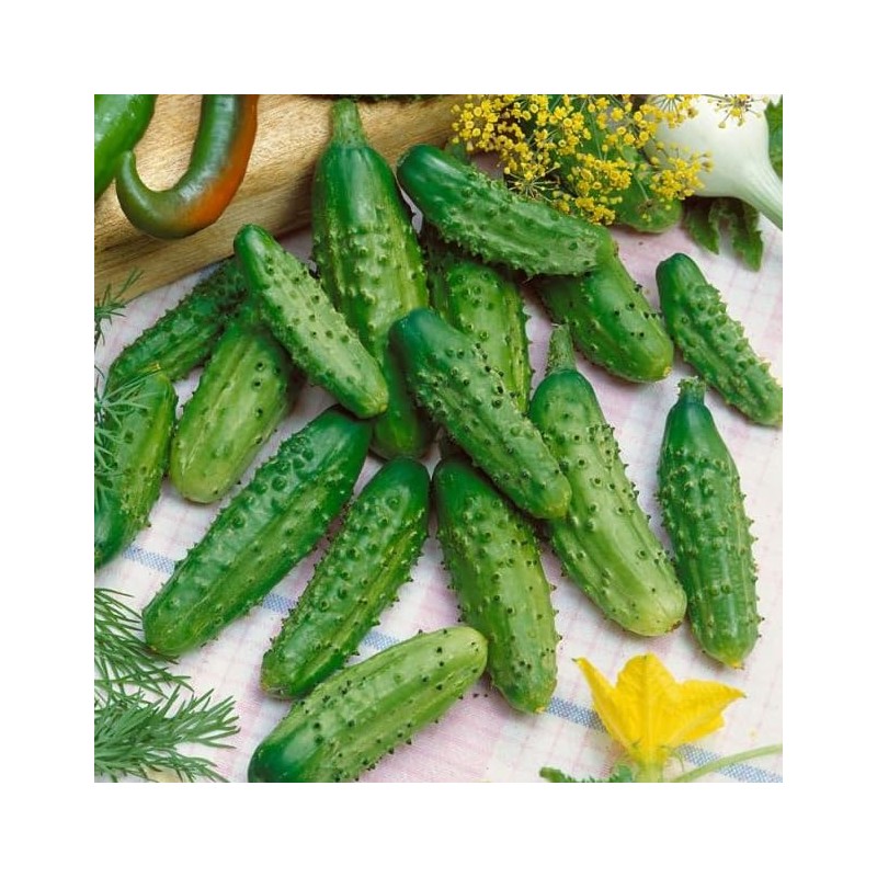 SeedsUP - 40+ Seeds Cucumber Parisian Gherkin - Vegetable Open-Pollinated