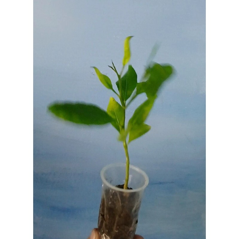 Unbranded Organic Lemon Tree Seedling 7+inch tall Starter Plant