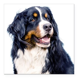 CafePress Bernese Mountain Dog Square Car Magnet 3 X 3 Square Car Magnet, Magnetic Bumper Display