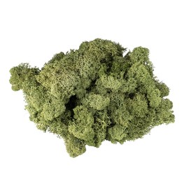 Ideen mit Herz Iceland Moss, Forest Green, Decorative Moss, Natural Product, 200 g