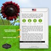 Chocolate Cherry Sunflower Seeds - Size: 5 Packets