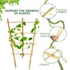 Sprigra Bamboo Trellis 2FT 3 Pack, Natural Bamboo Plant Ladder