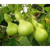 SeedsUP - 10+ Bottle Gourd (Calabash, Lagenaria) - Vegetable Green