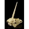 Figuren Shop GmbH Unicorn Fantasy Skull | Gothic Head Sculpture,