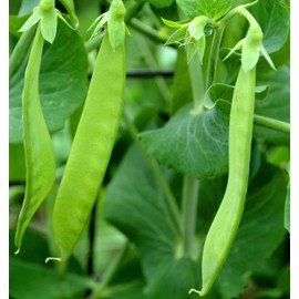 Earthcare Seeds Pea Oregon Sugar Pod II Snow Pea 50 Seeds (Pisum sativum) Heirloom - Open Pollinated