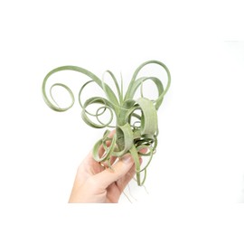 Air Plant Shop Tillandsia Curly Slim (T. Intermedia x T. Streptophylla) Air Plant - Succulents - Live Tillandsia - Easy Care Indoor and Outdoor House Plants (Pack of 1)