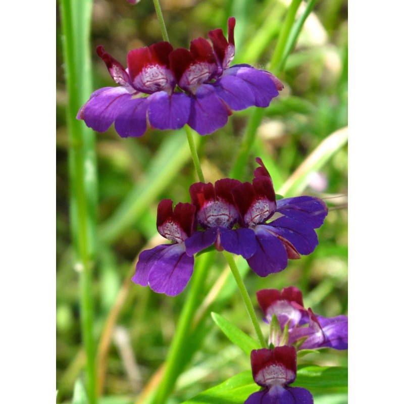Buy Rare Seeds Collinsia heterophylla| Chinese Houses| 200_Seeds