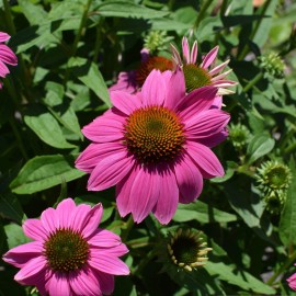 Richie’s Growth Market Echinacea Seeds, Purple Coneflower, Non-GMO, Attracts Bees, Free Shipping - 1000 Seeds
