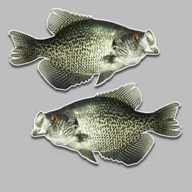 Black Crappie Fish Realistic Vinyl Decals 5.5" x 10" Set of 2 Right Left Facing Sticker Fishing Freshwater for Truck car SUV Window Glass