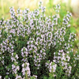 ACEITE ESENCIAL DE TOMILLO 30 MIL.