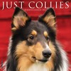 Just Collies 2023 Wall Calendar