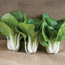 David's Garden Seeds Leafy Greens Pac Choi Taisai Green 200 Non-GMO, Heirloom Seeds