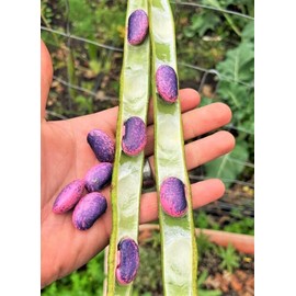 TomorrowSeeds - Scarlet Runner Bean Seeds - 60+ Count Packet - for 2025 (Pole) Magic Pink Purple Beans Green Pods Vining Scarlet Red Flower