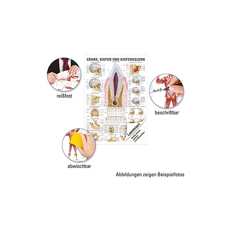 Teeth and Jaw Joint Mini Poster Anatomy 34x24 cm Medical