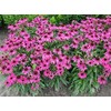 500 Echinacea Purpurea Purple Coneflower Flower Seeds Herb, Premium Non-GMO,