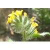 Fiddleneck seeds (Amsinckia tessellata) -25 seeds-  Desert Wildflower