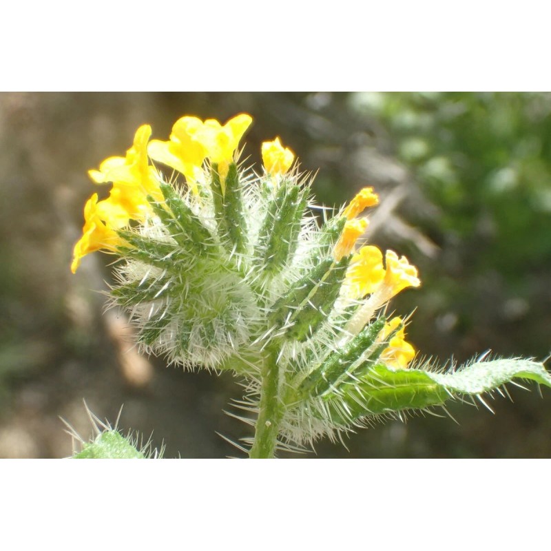 Fiddleneck seeds (Amsinckia tessellata) -25 seeds-  Desert Wildflower