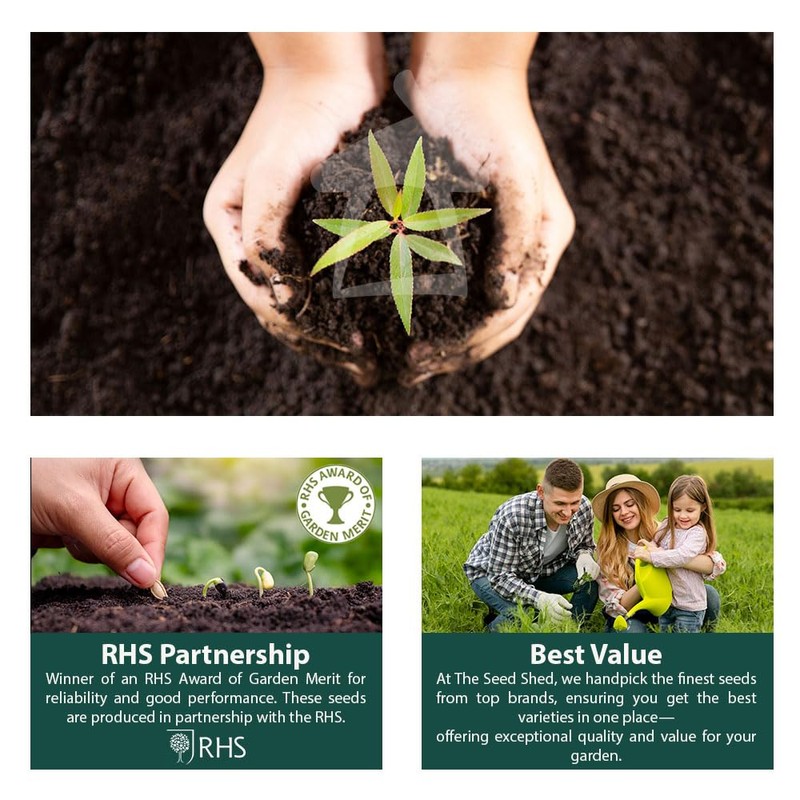 Herbs for Containers Seeds – 6 Varieties Separately Packed –