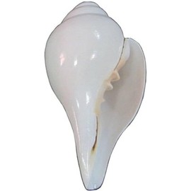 Generic Blowing Shankh Bajne Wala Shankha (Vamvarti Bajnewala) Conch Shell Sculpture, Stoneware for Home Office Decor 5 Inch, White